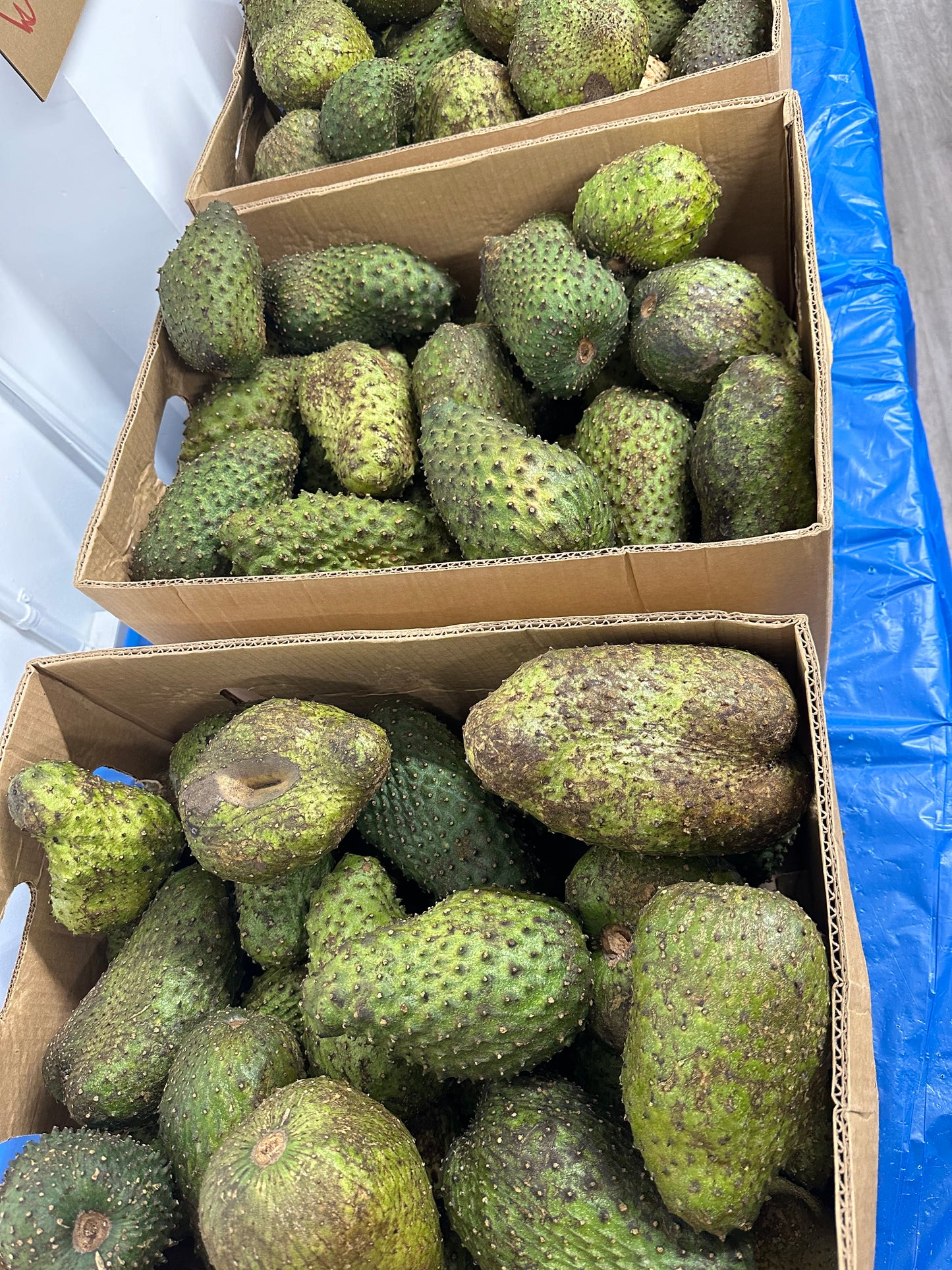 SOURSOP FRUIT ORGANIC FROM JAMAICA