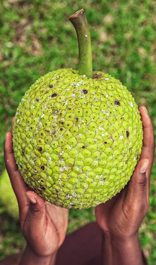 BREADFRUIT FRESH ALSO CALLED ULU OR PANAPEN  up 6 pounds box