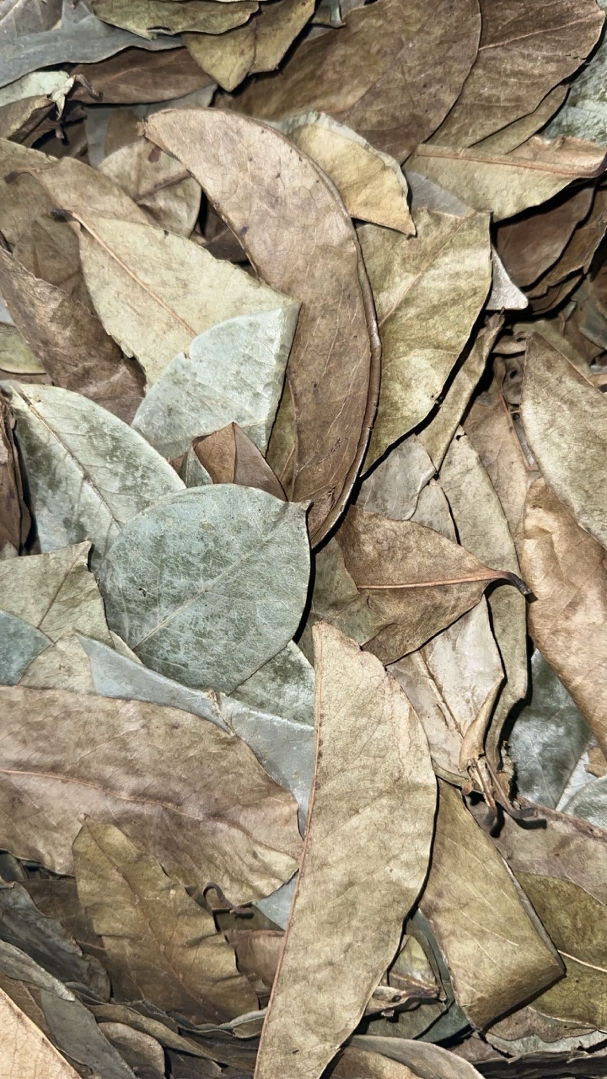 SOURSOP DRIED LEAF PACK ORGANIC